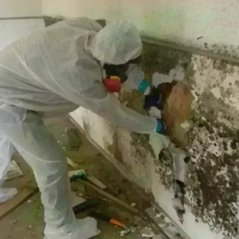 Mold Remediation and Removal in Millville, UT